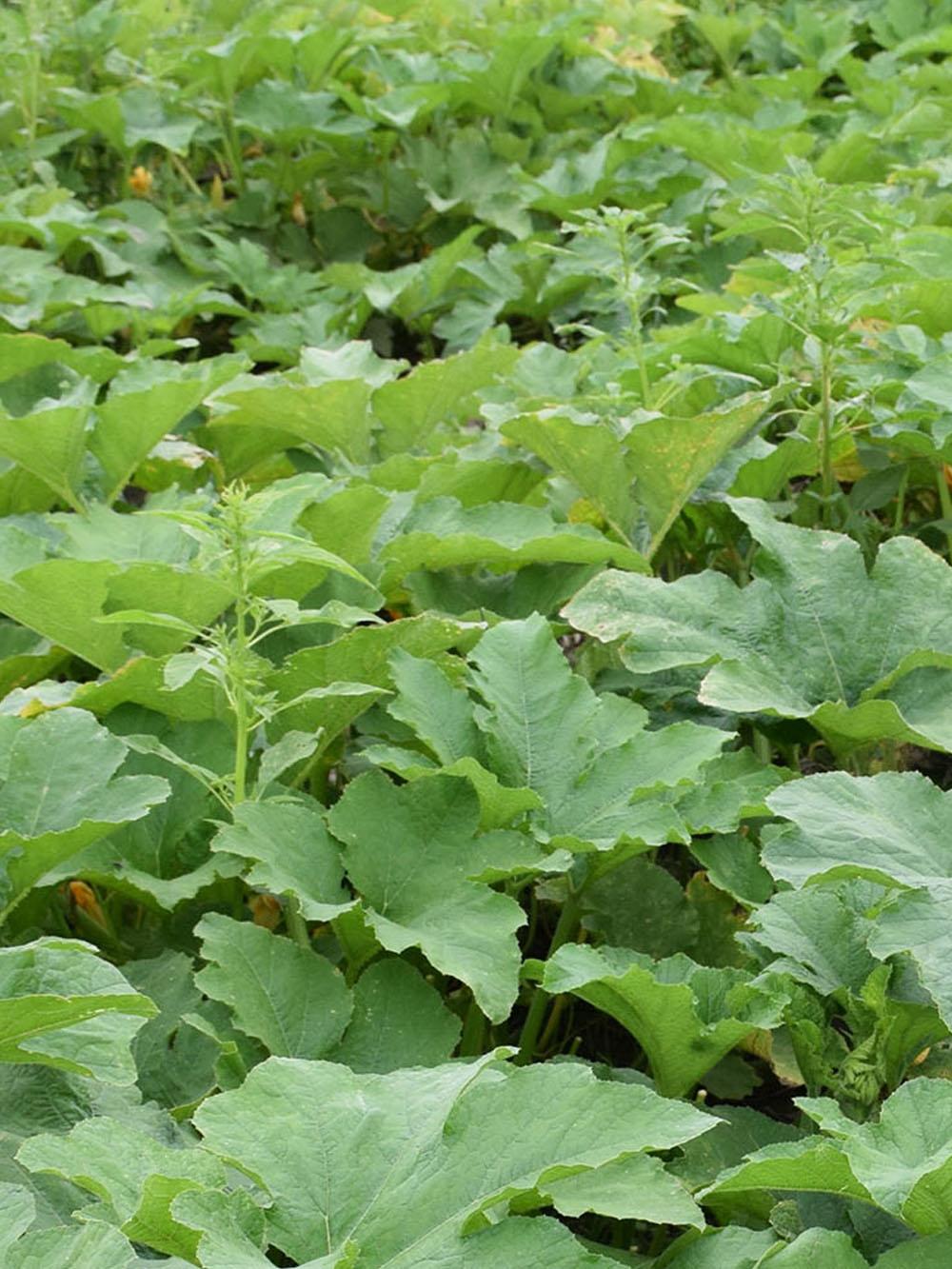 Pumpkin Plot